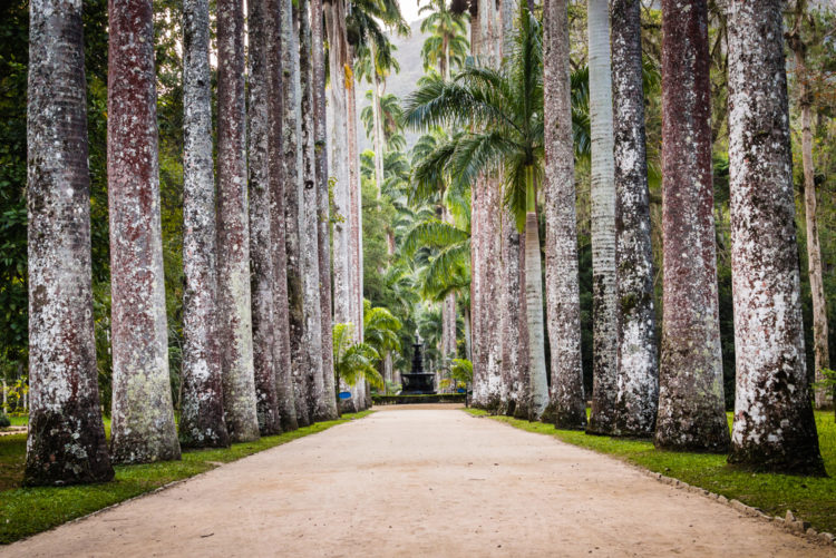 Sightseeing in Brazil - Botanical Garden