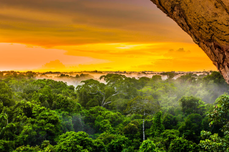 Attractions in Brazil - Amazon Tropical Forests