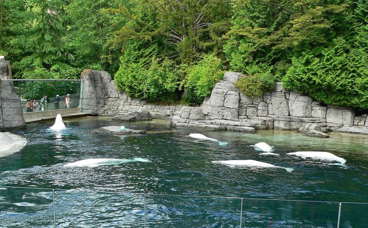 What to see in Canada - Vancouver Aquarium