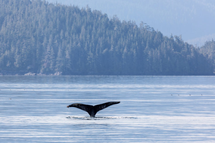 What to see in Canada - Johnston Strait
