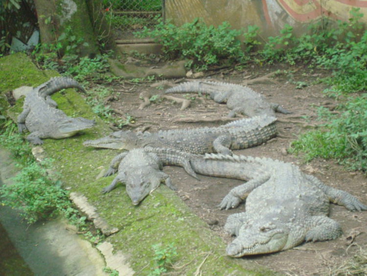 Attractions of Costa Rica - Simon Bolivar Zoo
