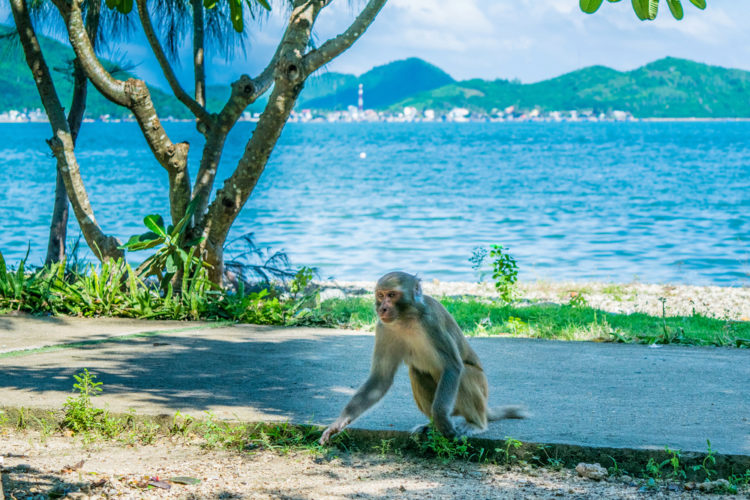 Vietnam Sightseeing - Monkey Island