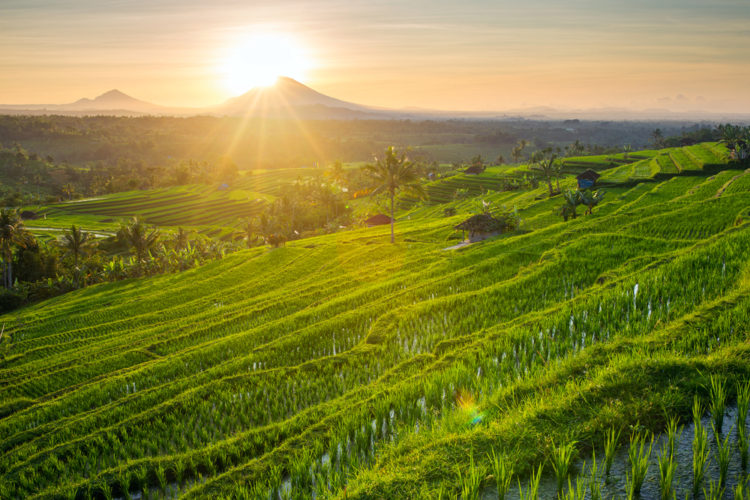 Sightseeing in Indonesia - Jati Luvi Rice Terraces