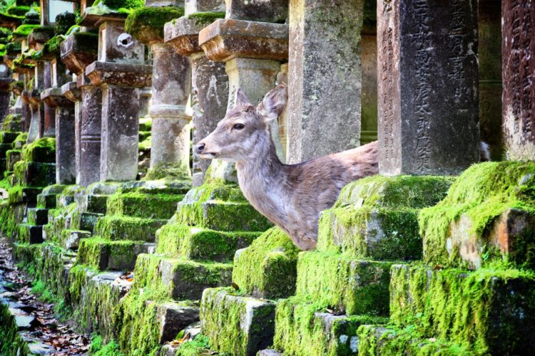 What to see in Japan - Nara City