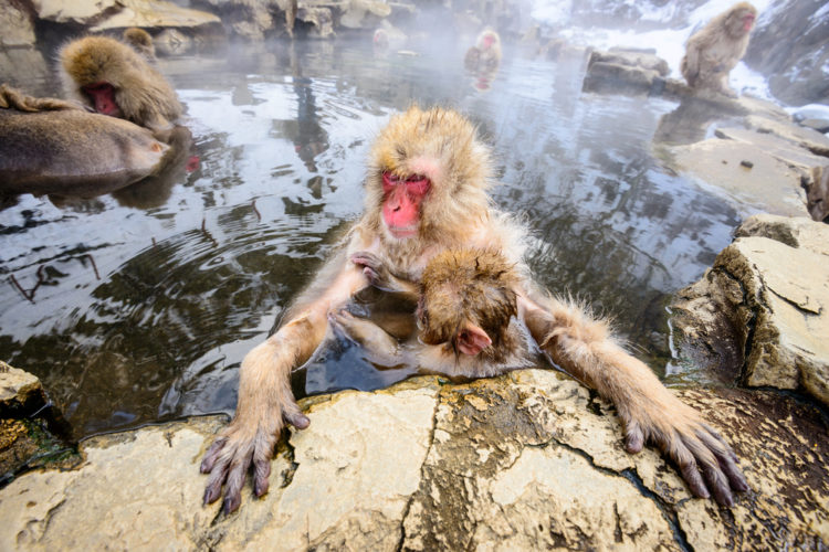 Sightseeing in Japan - Monkeys in Nagano