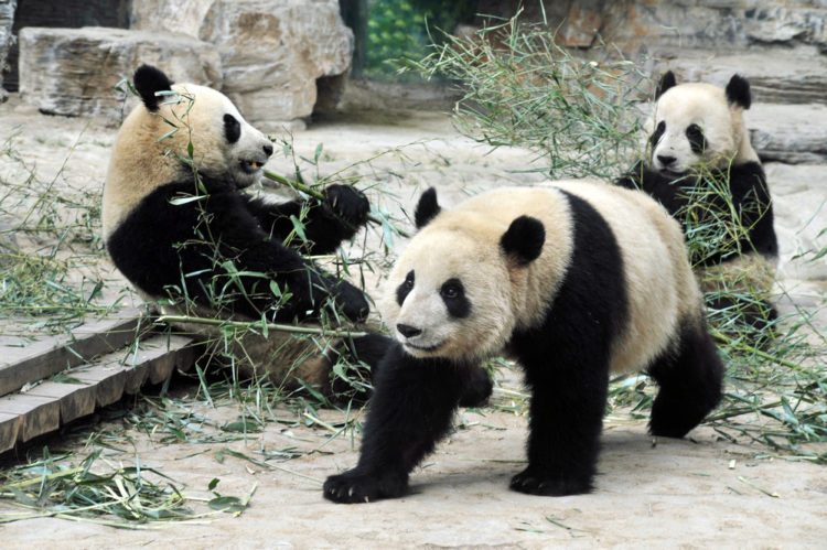 Beijing Zoo - attractions in Beijing