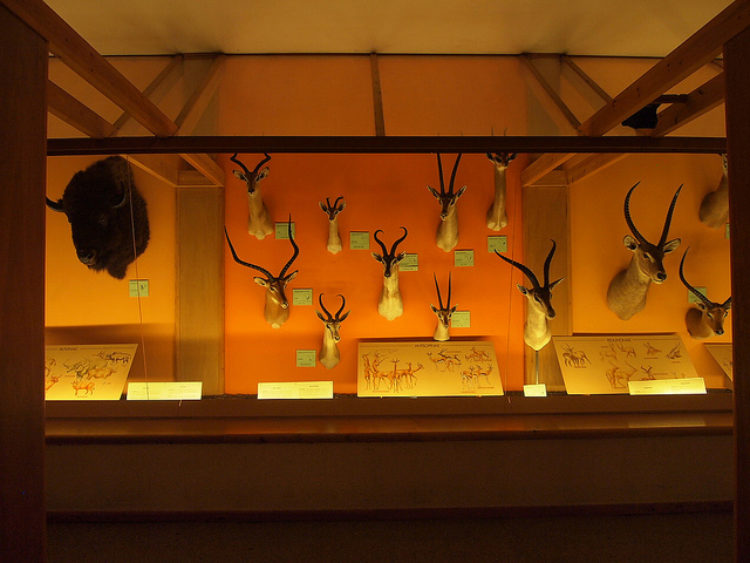 What to see in Brussels - Royal Belgian Institute of Natural Sciences
