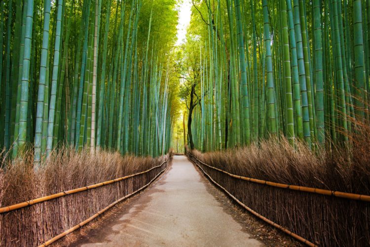 Sagano Bamboo Grove - Attractions of Kyoto, Japan
