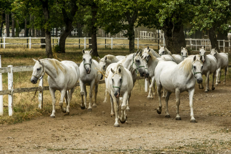 Horse farm in Lipica - attractions in Slovenia