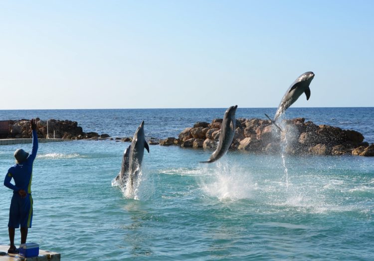 Dolphin Cove - Jamaica attractions