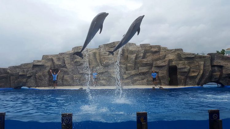 Batumi Sightseeing - Batumi Dolphinarium