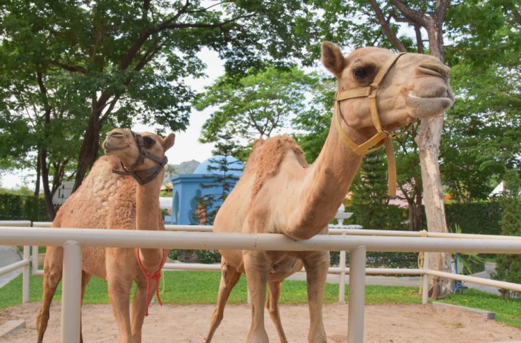 Zoo von Kuwait - Sehenswürdigkeiten von Kuwait