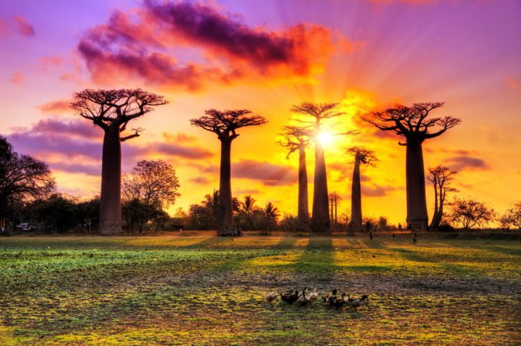 Avenue of Baobabs - What to see in Madagascar