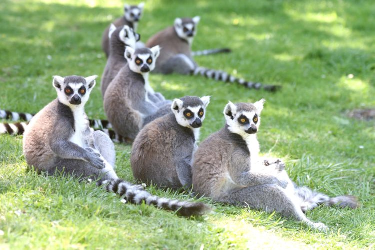 Lemuren - Symbol Madagaskars - Sightseeing in Madagaskar