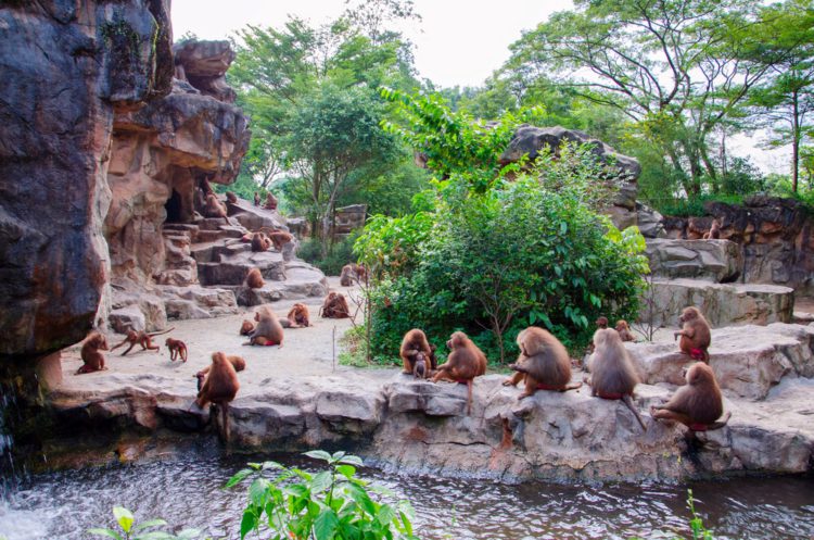 Singapore Zoo - Singapore attractions