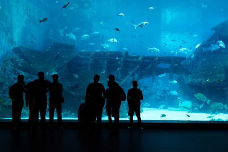 Marine Life Park - Attractions in Singapore