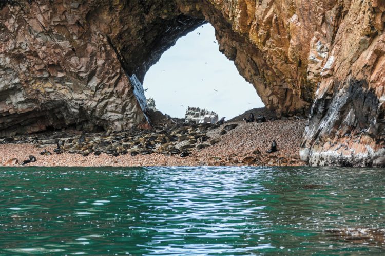 Balestas Islands - What to see in Peru
