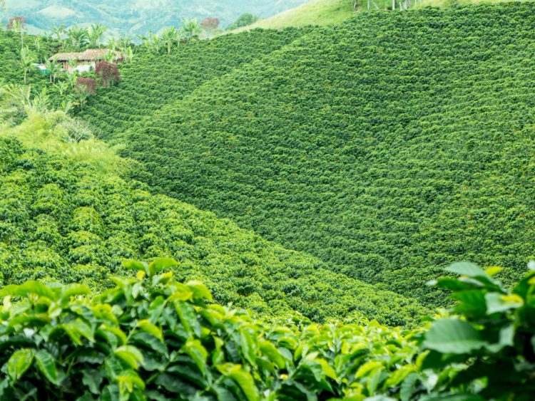 Colombia Coffee Cultural Landscape - What to see in Colombia