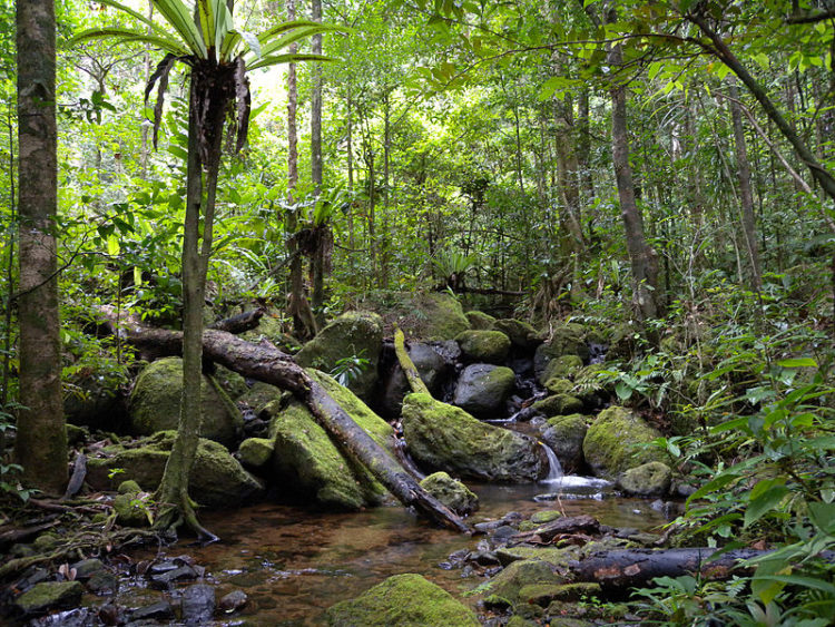Tropische Wälder von Atsinanana - Madagaskar Attraktionen