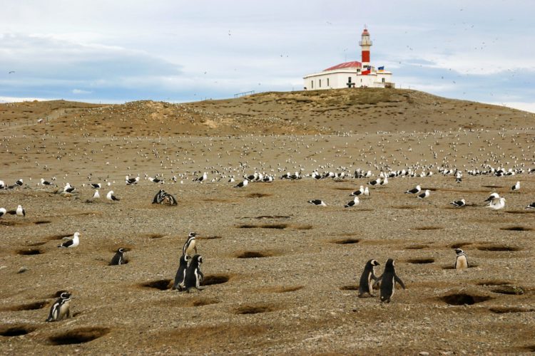 Magdalena Island - Sightseeing in Chile