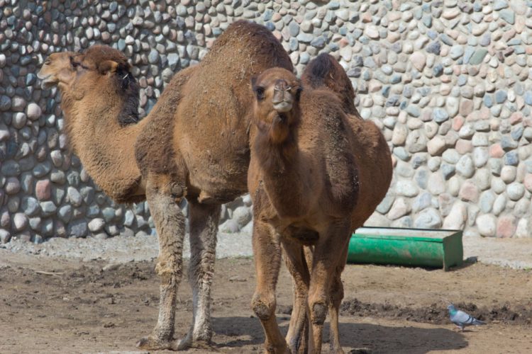 Almaty Zoo - Sehenswürdigkeiten von Kasachstan