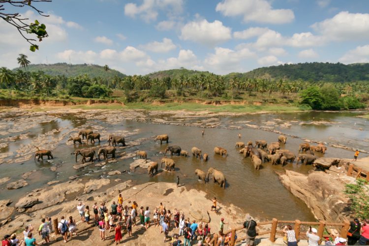 Pinnavela Elephant Sanctuary - Sri Lanka attractions