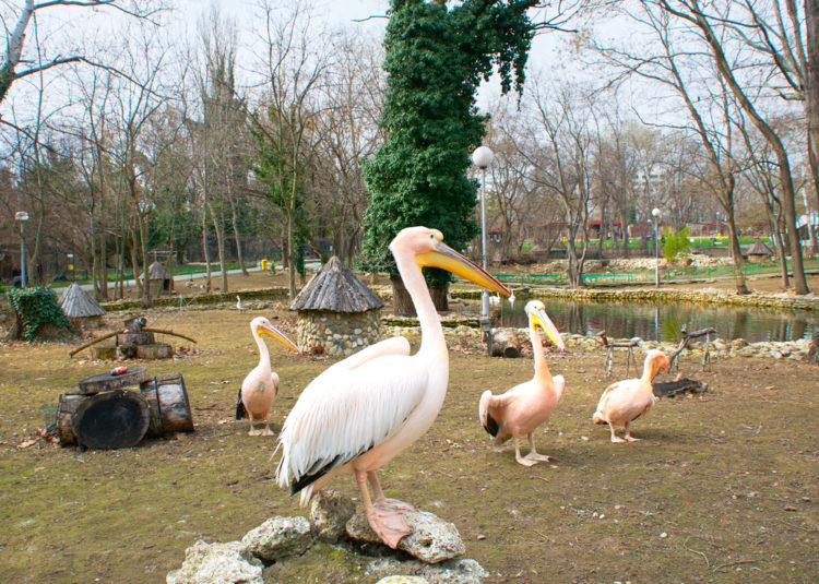 Varna Zoo - Varna attractions