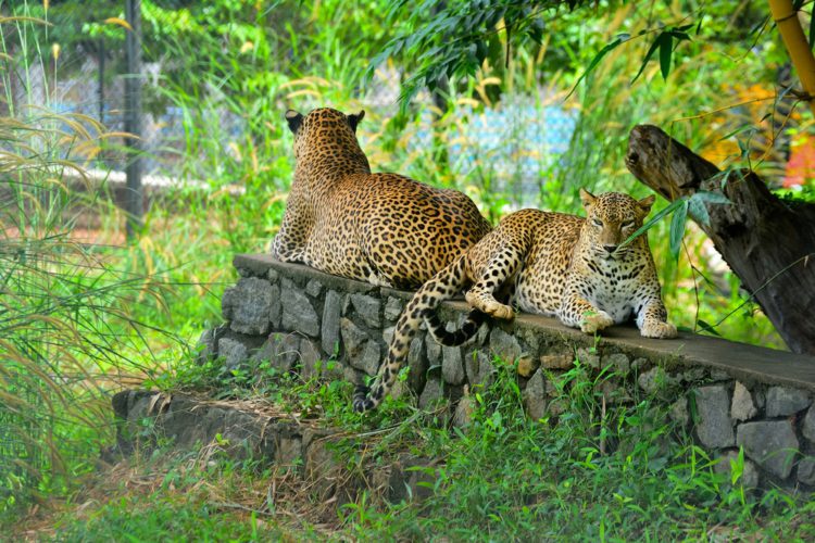 Pinnawela Zoo - Sri Lanka attractions