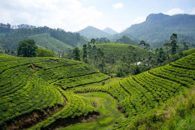 Nuwara Eliya Tea Plantations - Sri Lanka attractions