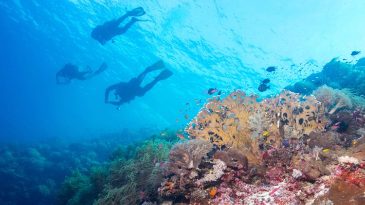 Tubbataha Reef Marine Park - Philippines Attractions
