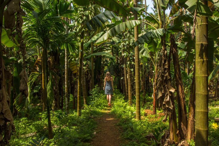 Spice Plantations - Attractions in Goa