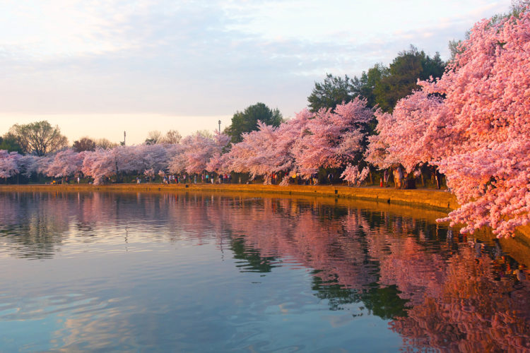 Cherry Blossom Festival - What to see in Washington, DC