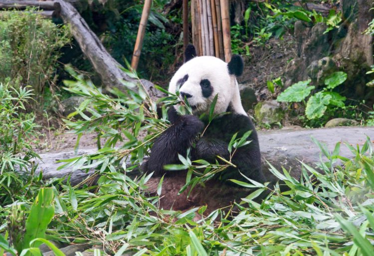 Taipei Zoo - Taipei attractions