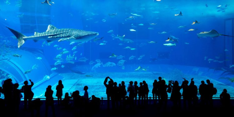 Aquarium at Dubai Mall - Dubai attractions
