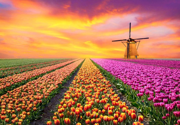 The most beautiful places on the planet - tulip fields in the Netherlands