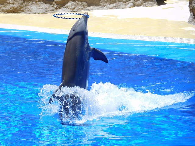 Dolphinarium - Dubai attractions
