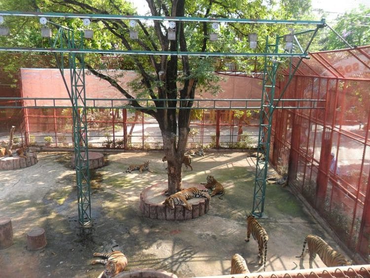 Siracha Tiger Zoo - Pattaya attractions