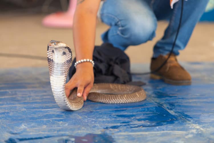 Snake Farm - Attractions in Pattaya