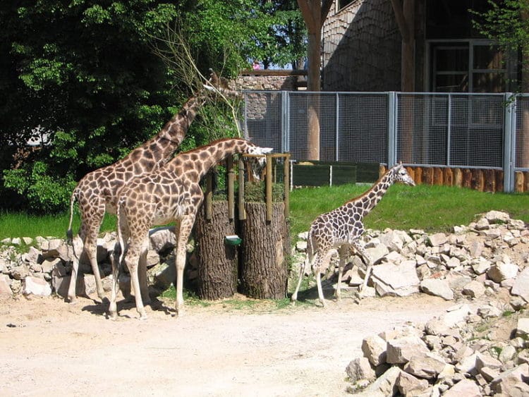 Riga Zoo - attractions in Riga
