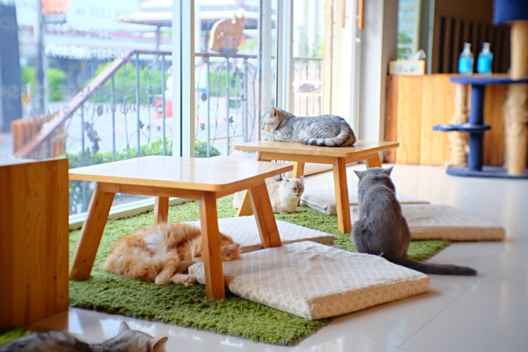 Cat Cafe - Pattaya attractions