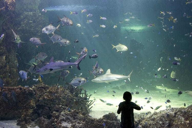 Sydney AquariumSydney attractions