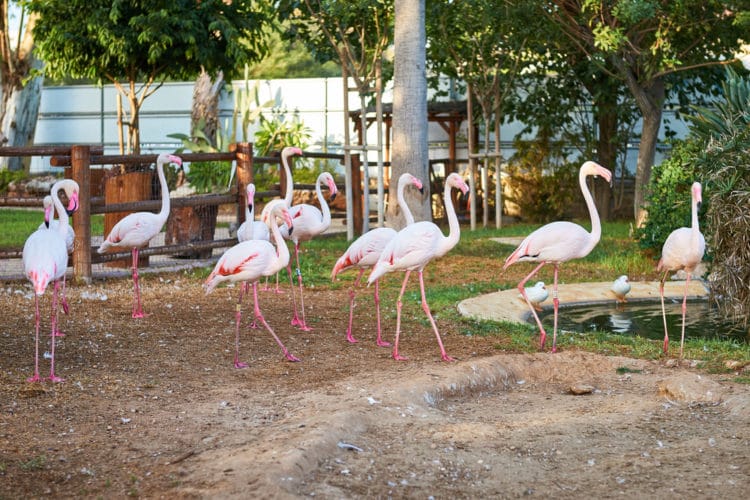 Zoo - Limassol attractions