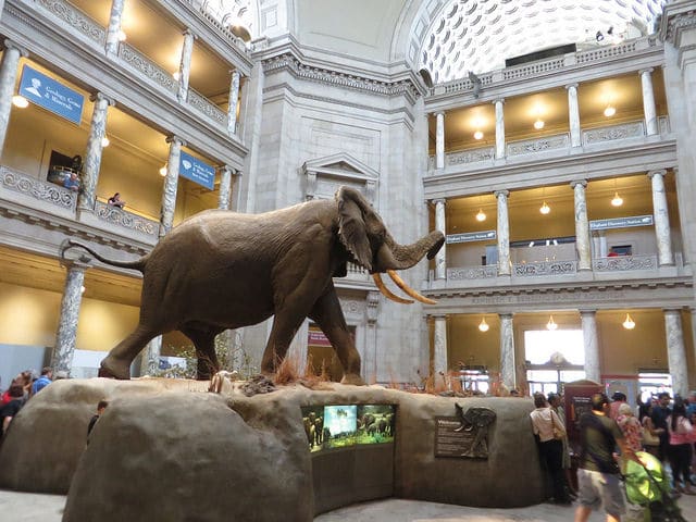 Natural History Museum - Washington attractions