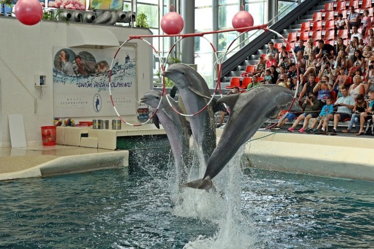 Dolphinarium - Varna attractions