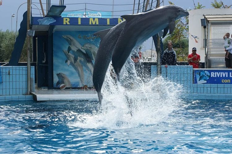 Dolphinarium - Rimini attractions
