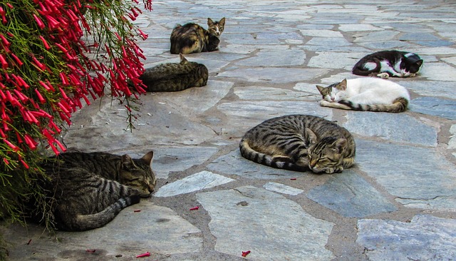 St. Nicholas Cat Convent - Limassol attractions