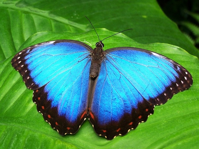 Butterfly Park - Hainan attractions