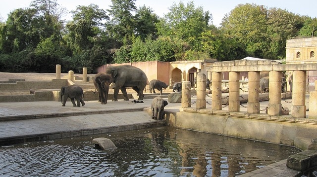 Hanover Zoo - Hanover attractions