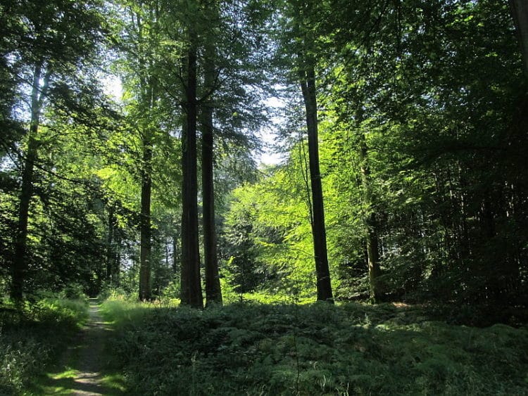 Swan Forest in Belgium