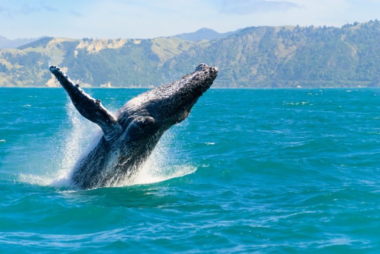 Whales and Dolphins in Kaikoura in New Zealand